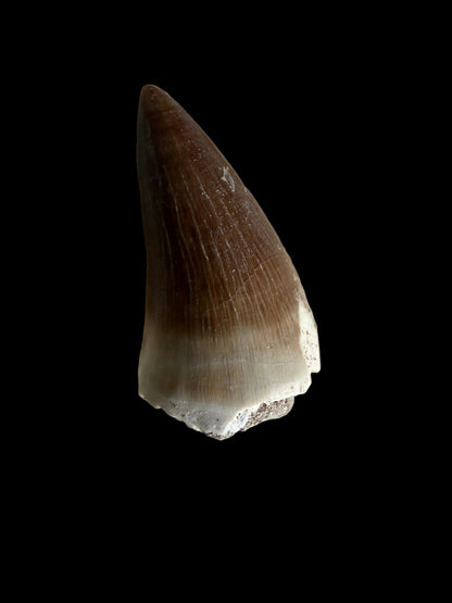 Mosasaur tooth fossil from Late Cretaceous, Morocco | 1.47"