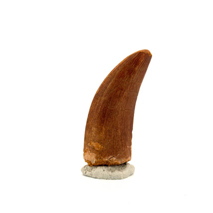 Carcharodontosaurus fossiele tand, Krijt dinosaurus tand uit Kem Kem Beds, Marokko (1,93 inch)