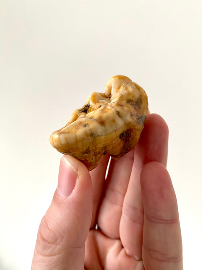 Cave Bear Molar