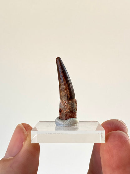 Suchomimus fossil dinosaur tooth (2.8cm)