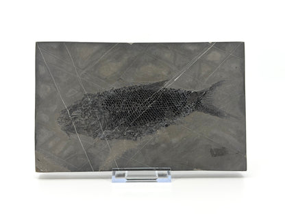Asialepidotus shingyiensis fossiele vis (7,28 inch) uit het Trias, China