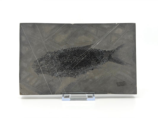 Asialepidotus shingyiensis Fossil Fish (7.28") from Triassic Period, China
