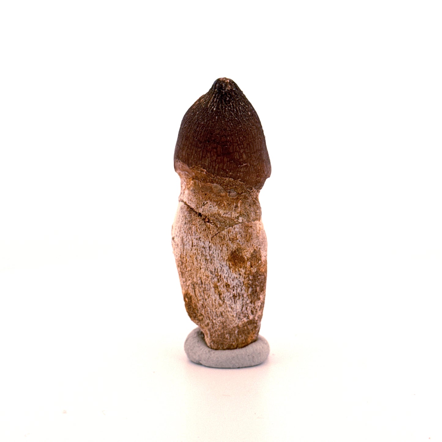 Globidens phosphaticus tooth with natural root from Cretaceous, Morocco (2.28")