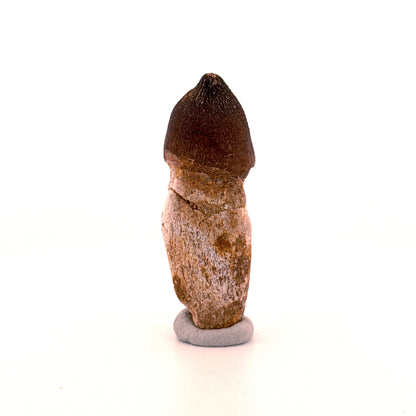 Globidens phosphaticus tooth with natural root from Cretaceous, Morocco (2.28")