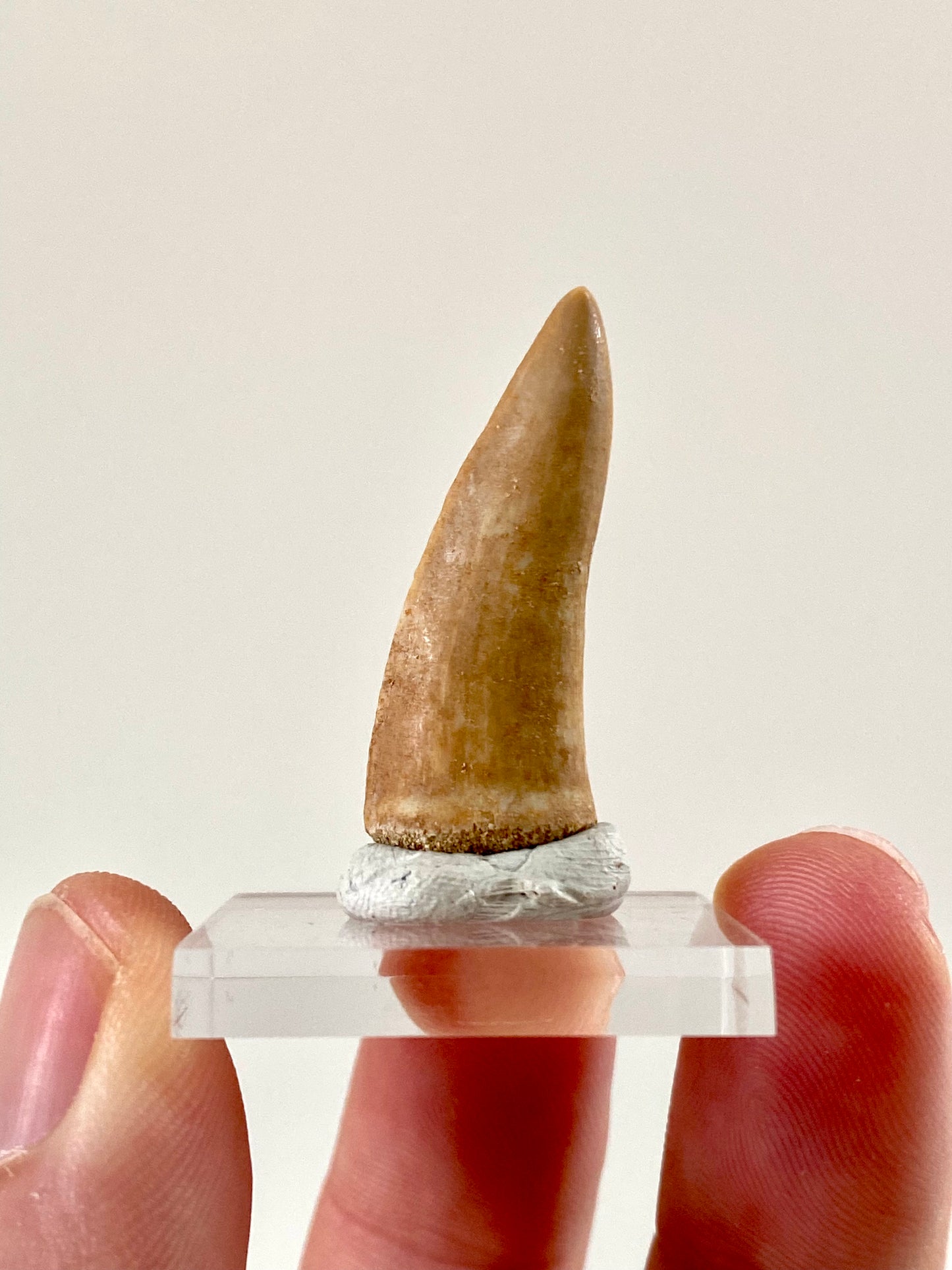 Enchodus Libycus fossil tooth