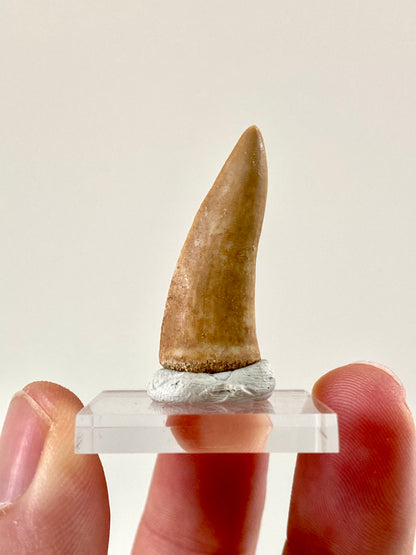 Enchodus Libycus fossil tooth