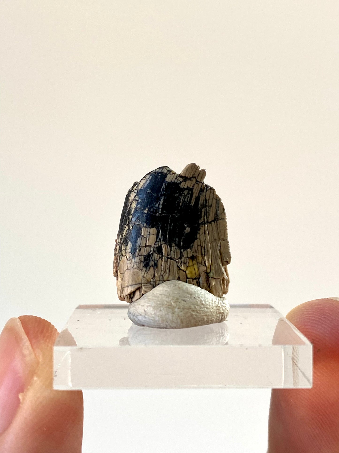 Rare Dinosaur tooth - Afrovenator abakensis, Megalosaurid