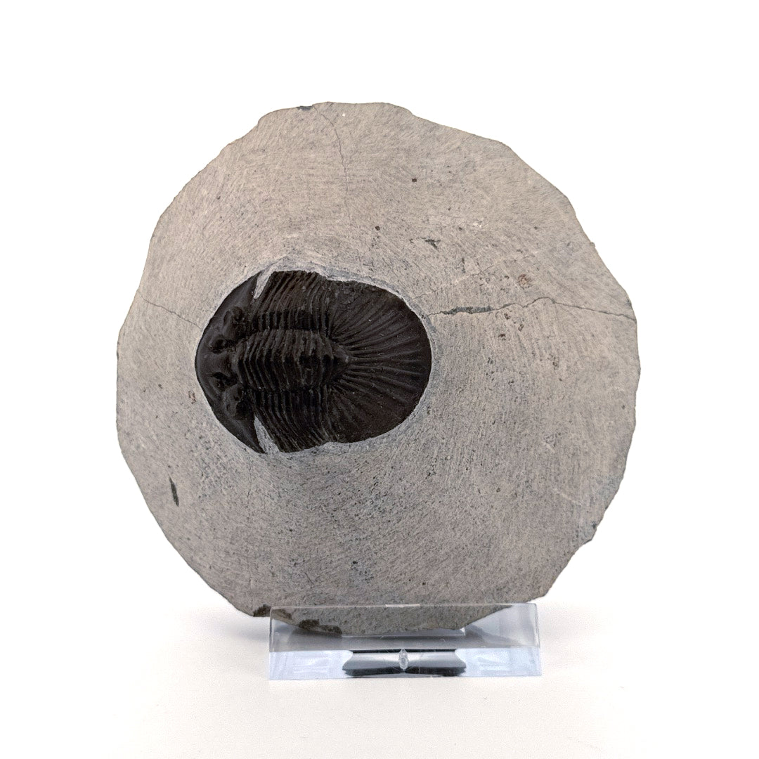 Scutellum sp. Trilobite on Matrix from Devonian, Morocco (1.45")
