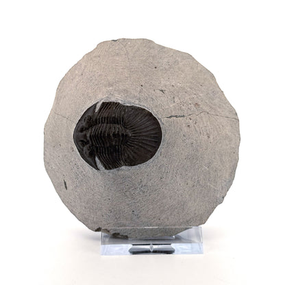 Scutellum sp. Trilobite on Matrix from Devonian, Morocco (1.45")