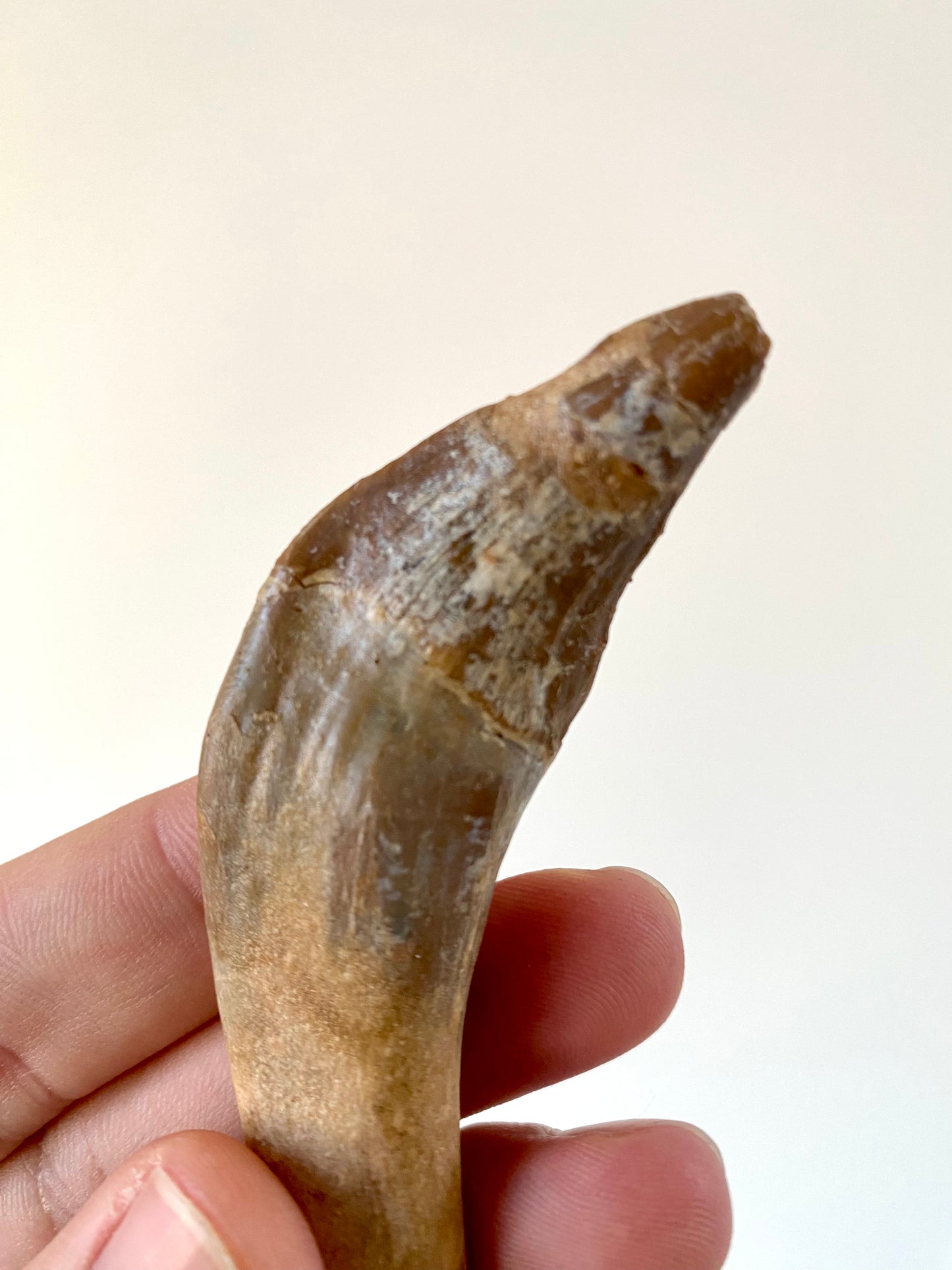 Basilosaurus tooth