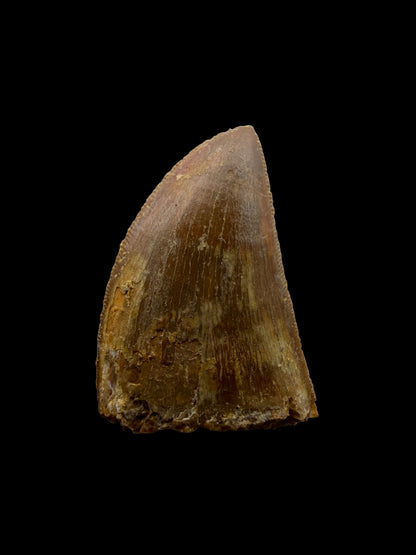 Carcharodontosaurus fossiele tand, Krijt dinosaurus tand uit Kem Kem Beds, Marokko (1,22 inch)