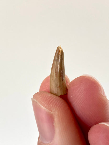 Crocodile species fossil tooth from Morocco