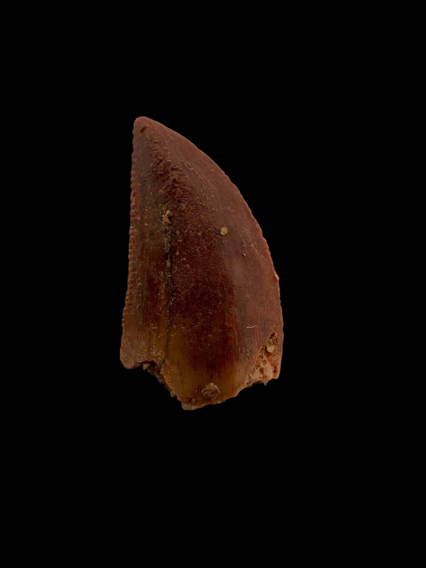 Abelisaurid fossil dinosaur tooth from Kem Kem, Morocco (0.51")