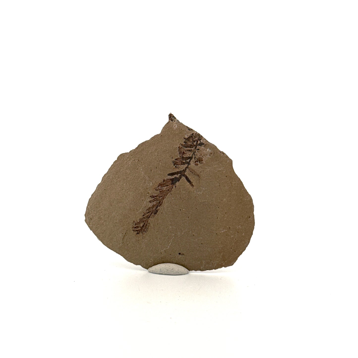 Metasequoia sp. Dawn Redwood leaf fossil (1.39") from Eocene, Canada