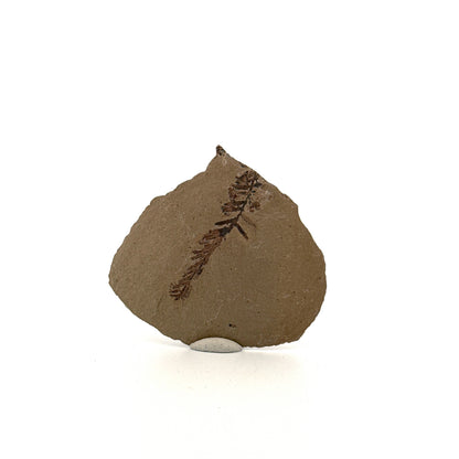 Metasequoia sp. Dawn Redwood leaf fossil (1.39") from Eocene, Canada