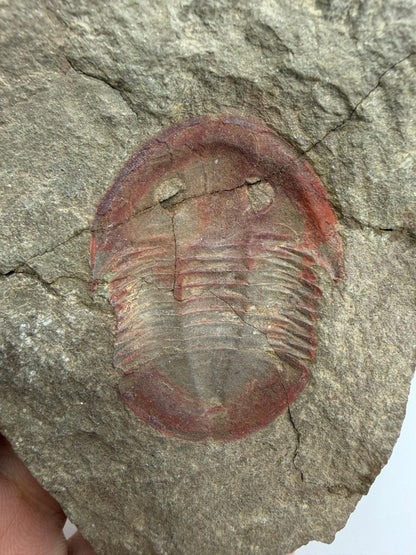 Asaphellus fezouataensis Trilobiet, Positief & Negatief | 1,69 inch
