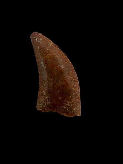Abelisaurid fossil dinosaur tooth from Kem Kem, Morocco (0.58")