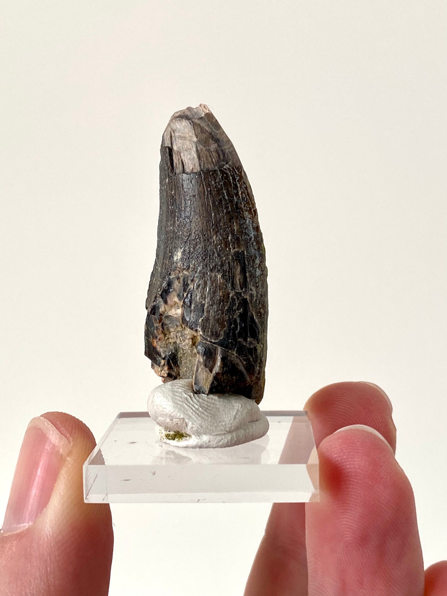 Eocarchia Dinops fossil dinosaur tooth (4.3cm)