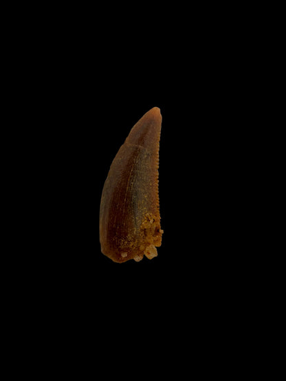 Abelisaurid fossil dinosaur tooth from Kem Kem, Morocco (0.48")