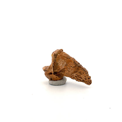 Cave Bear Claw (Ursus spelaeus), Distal phalanx Fossil (1.70") from Pleistocene, Romania