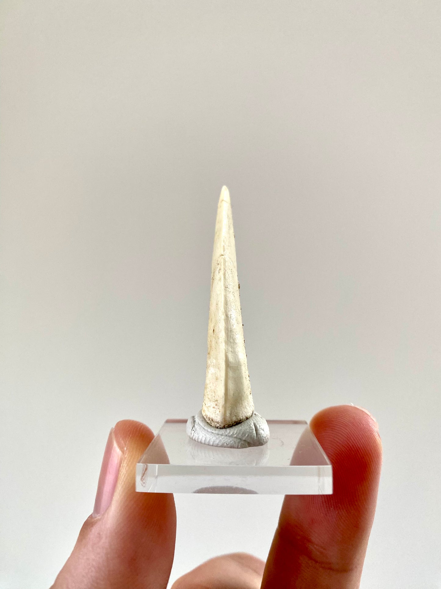 Enchodus Libycus fossil tooth