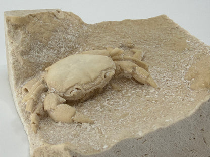 Uitzonderlijke Potamon fossiele krab op travertijn matrix (2,90 inch) uit Pleistoceen, Turkije