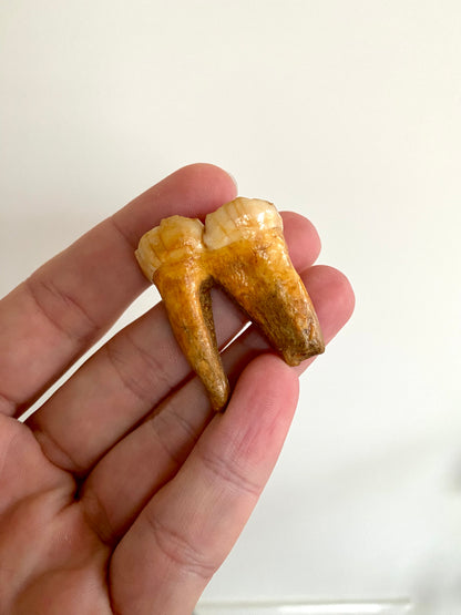 Cave Bear Molar - FossilsAndMore