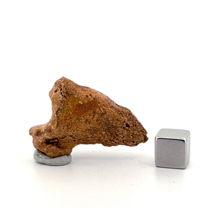 Cave Bear Claw (Ursus spelaeus), Distal phalanx Fossil (1.48") from Pleistocene, Romania