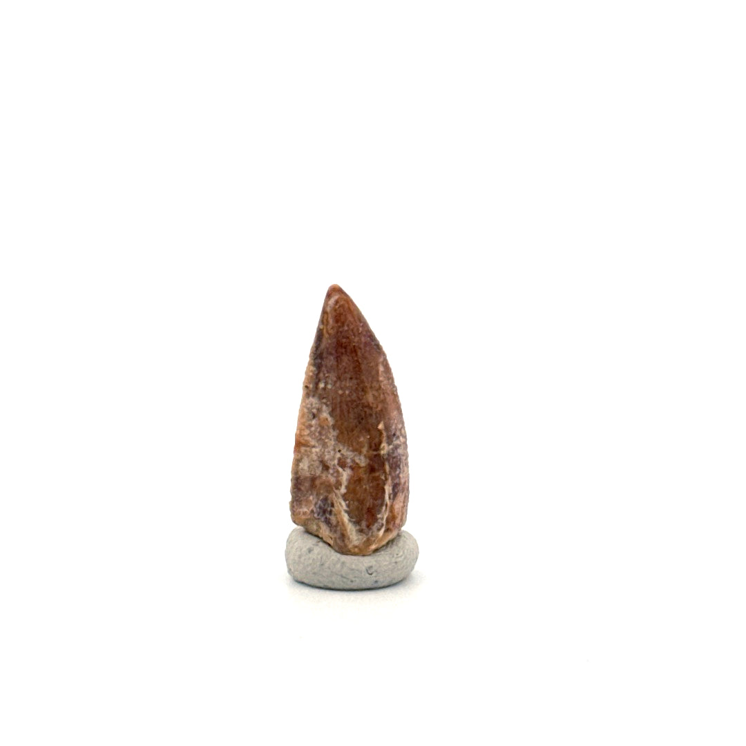Kryptops palaios Fossiele Dinosaurus Tand uit Krijt, Niger (0,77 inch)