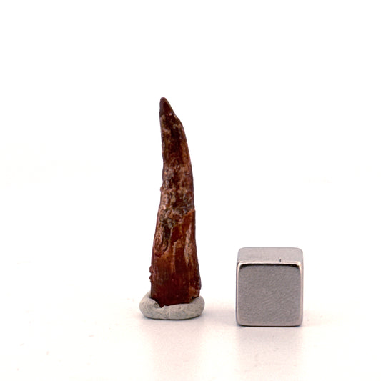 Pterosaur fossil tooth from Morocco | 1.23"