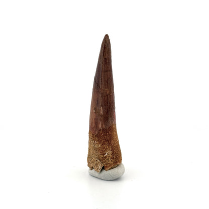 Spinosaurus Tooth Fossil (2.58") – Late Cretaceous Dinosaur tooth from Morocco
