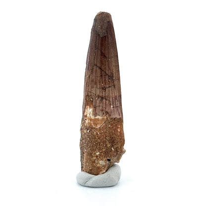 Spinosaurus Tooth Fossil (2.86") – Late Cretaceous Dinosaur tooth from Morocco