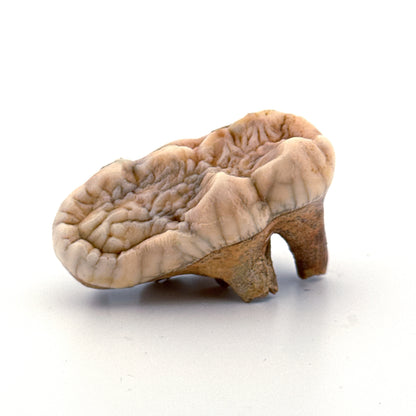 Cave Bear (Ursus spelaeus) molar from pleistocene, Rumania (1.80")
