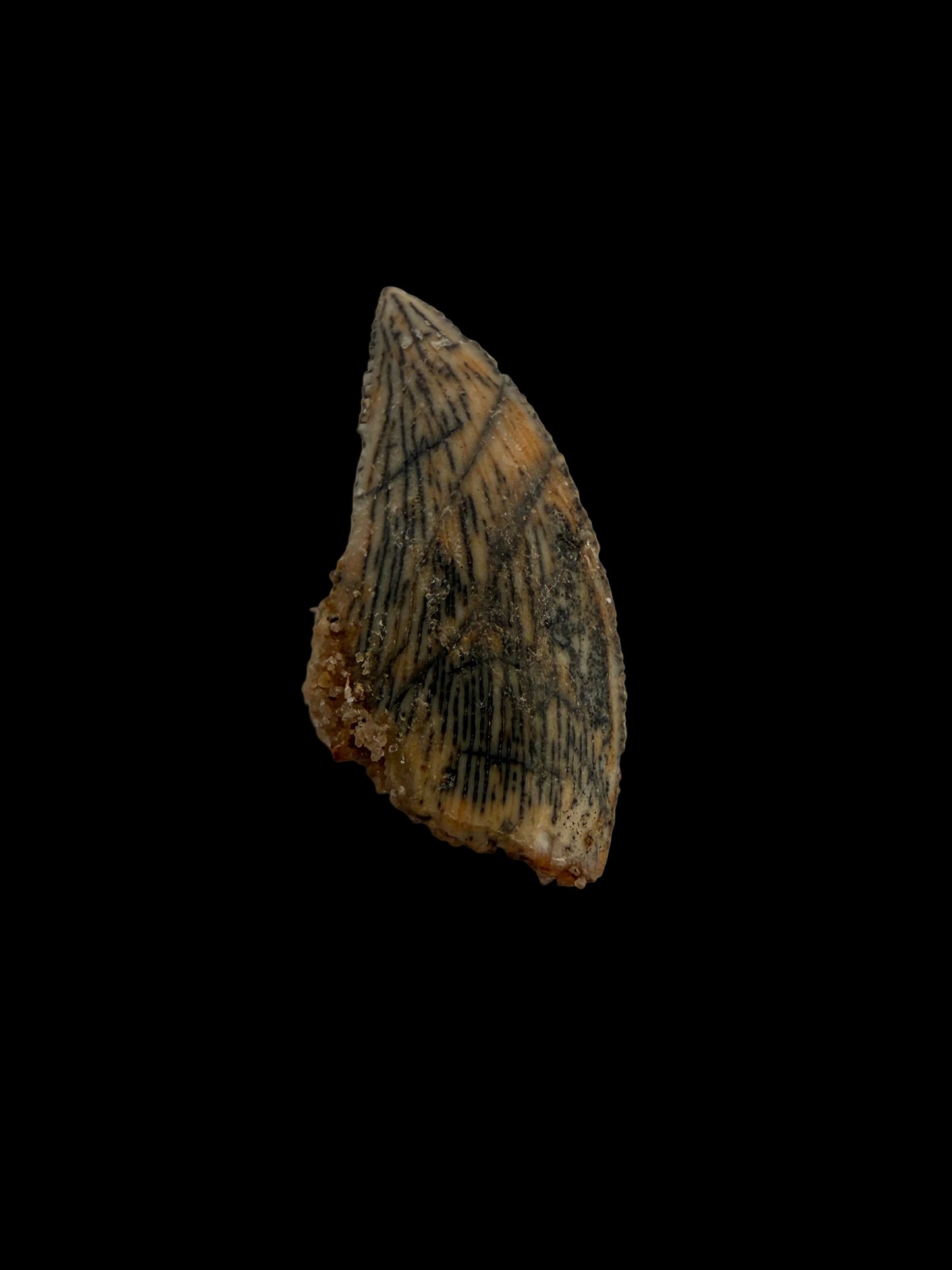 Abelisaurid fossil dinosaur tooth from Kem Kem, Morocco (0.56")