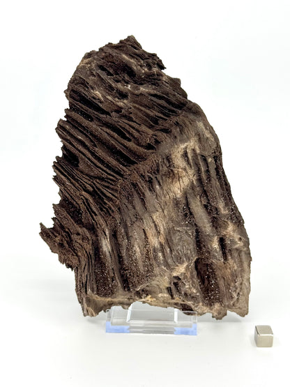 Large Permineralized Wood Covered In Druzy Quartz from Germany (919 Grams)