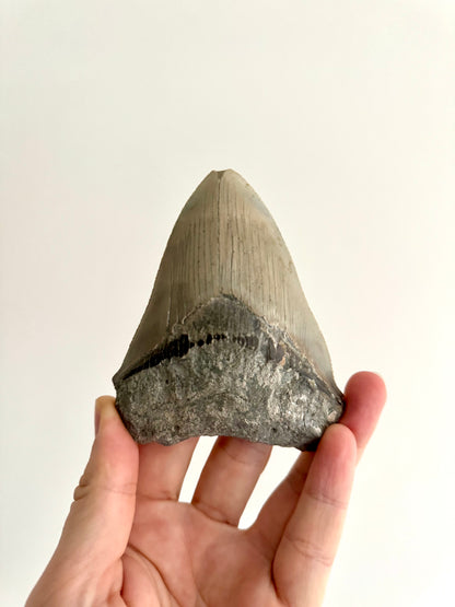 Megalodon tooth fossil (4.39") - Miocene, USA