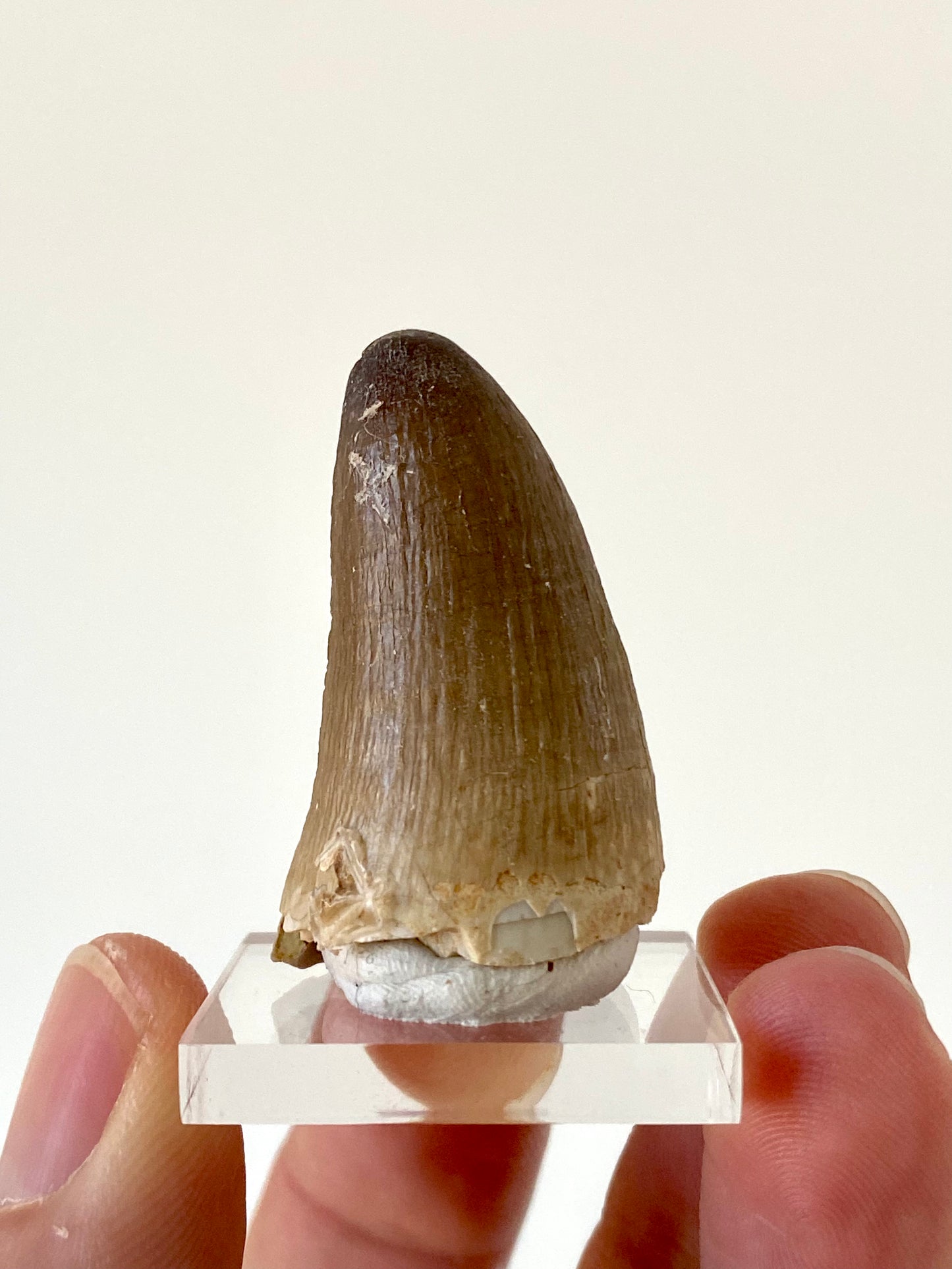 Moroccosuchus zennaroi Fossil tooth