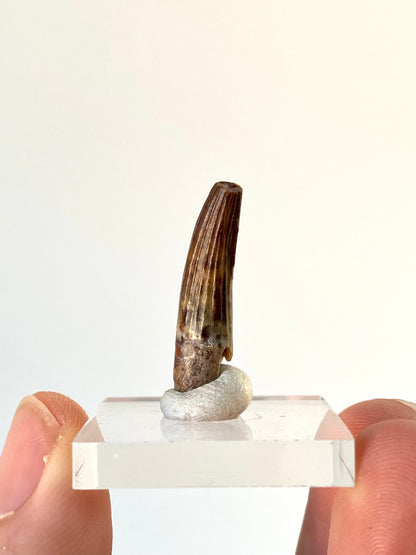 Suchomimus fossil dinosaur tooth (2.8cm)