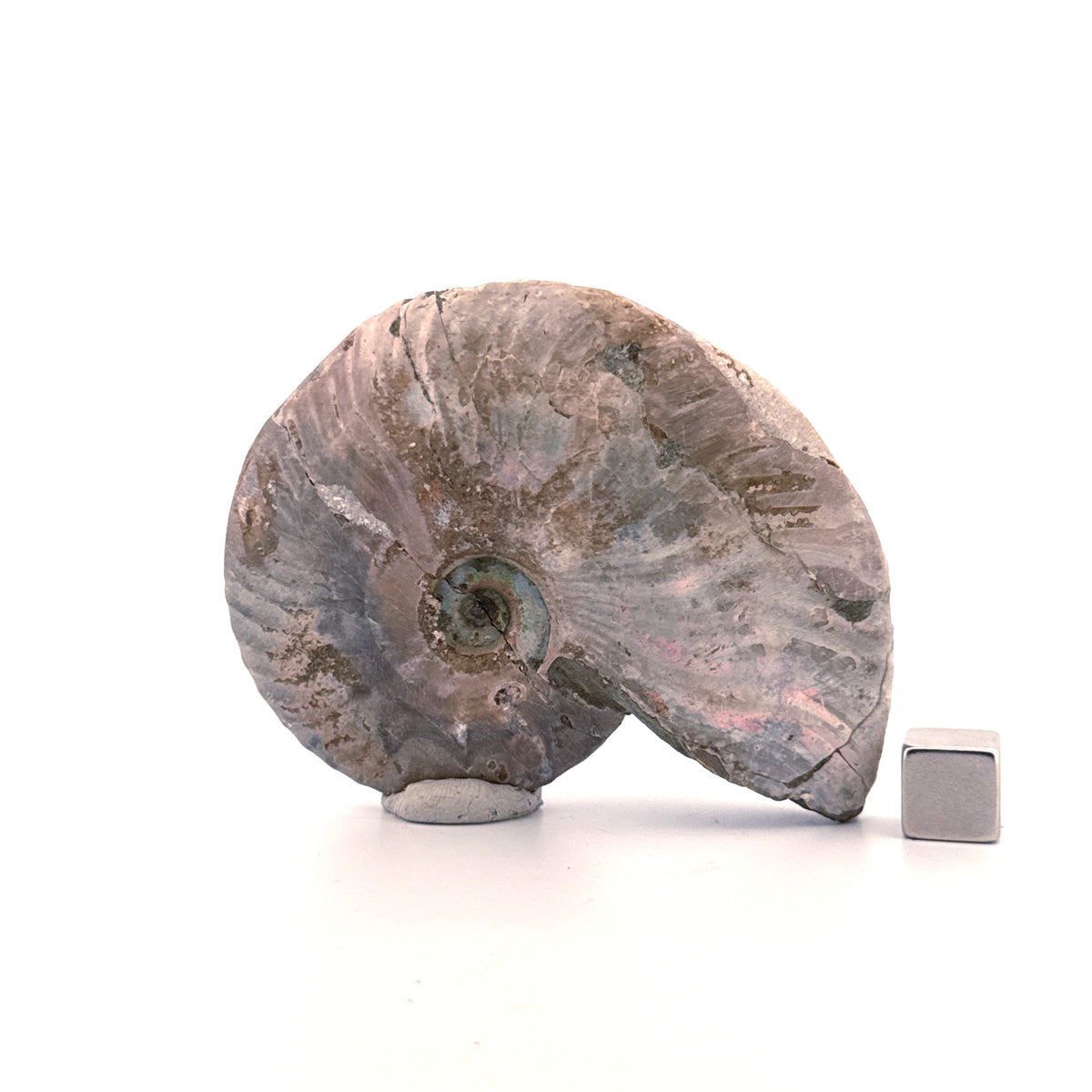 Iridescent Ammonite fossil from Cretaceous, Madagascar | 2.95"