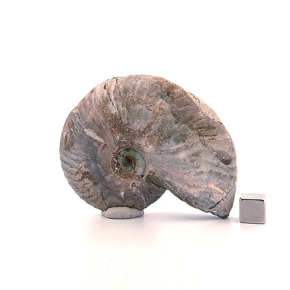 Iridescent Ammonite fossil from Cretaceous, Madagascar | 2.95"