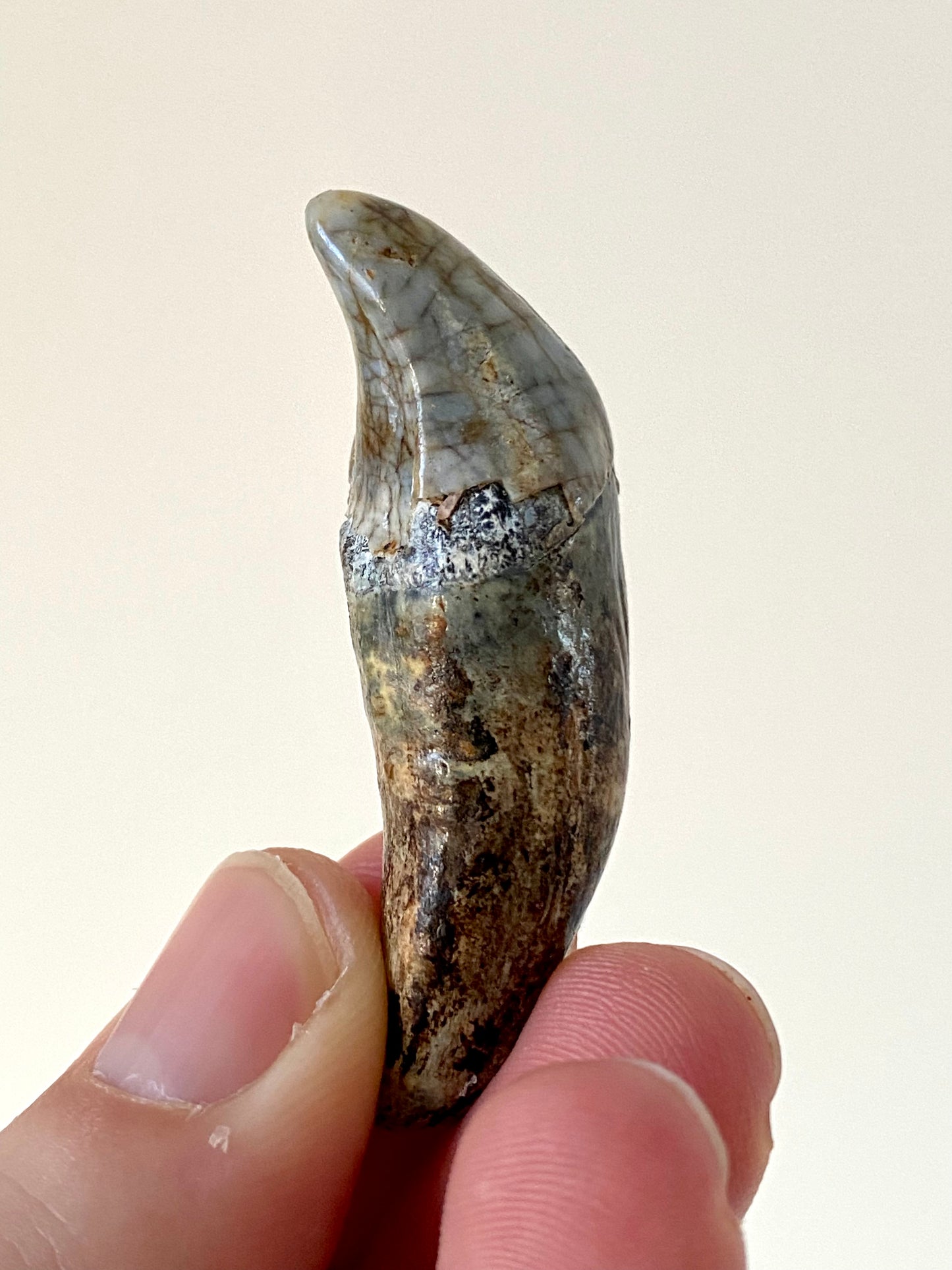 Cave Bear Incisor from Poland