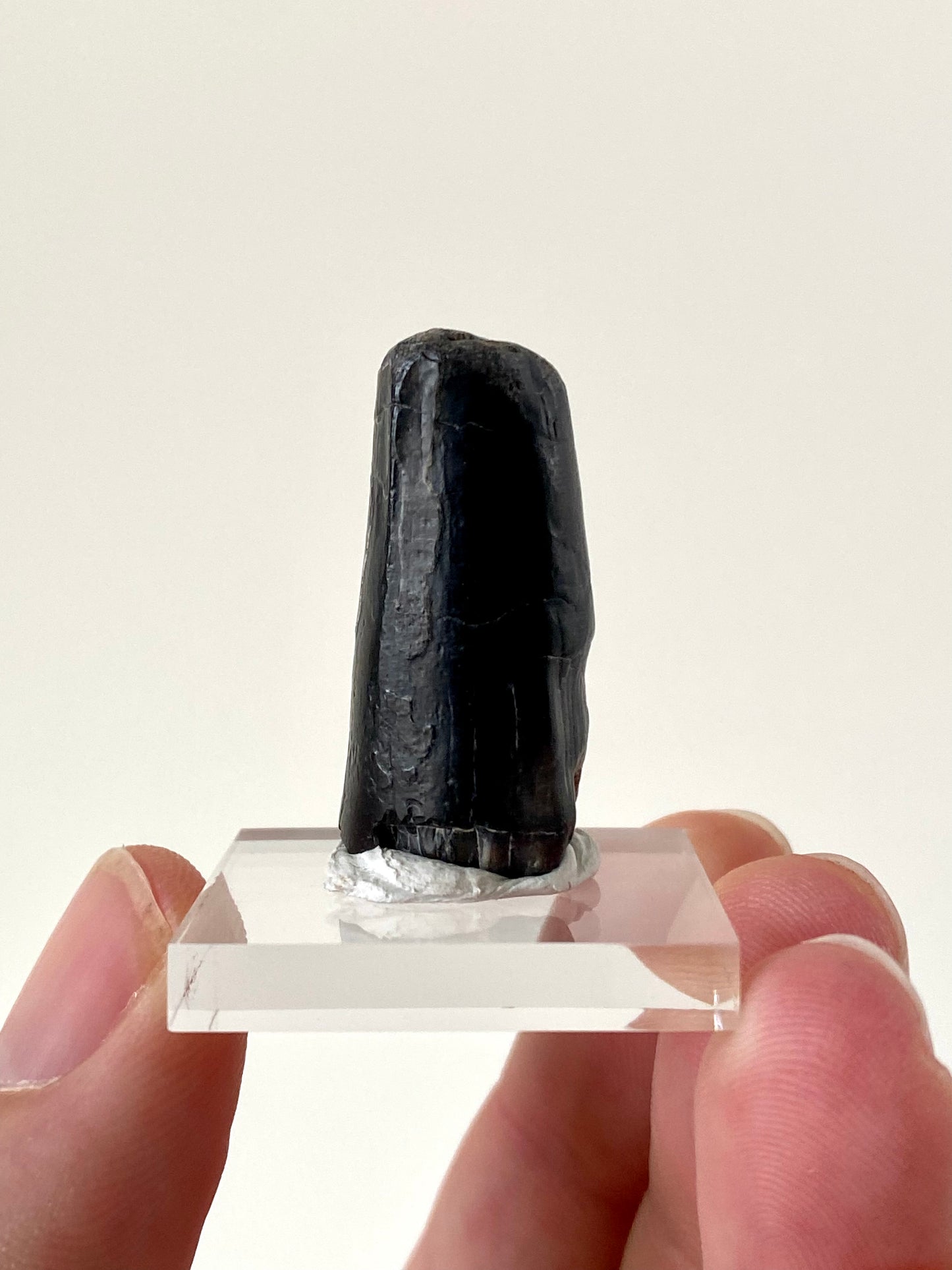 Sarcosuchus (Mega crocodile) fossil tooth from Niger