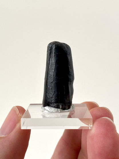 Sarcosuchus (Mega crocodile) fossil tooth from Niger