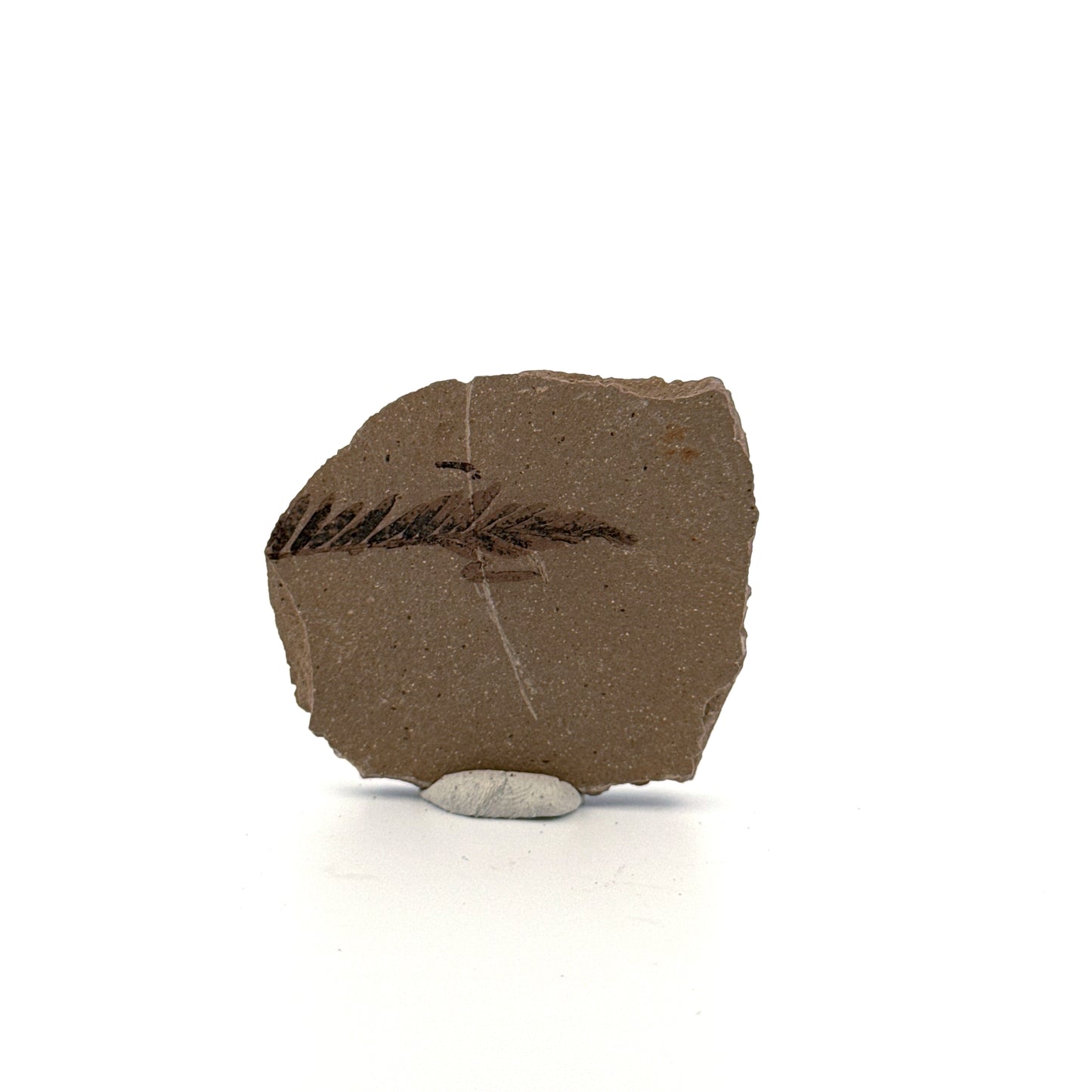 Metasequoia sp. Dawn Redwood leaf fossil (1.30") from Eocene, Canada