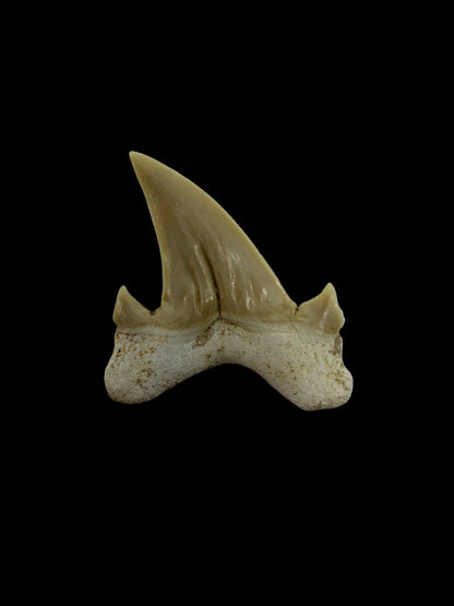 Otodus obliquus fossiele haaientand uit het Eoceen, Marokko | 1,69 inch