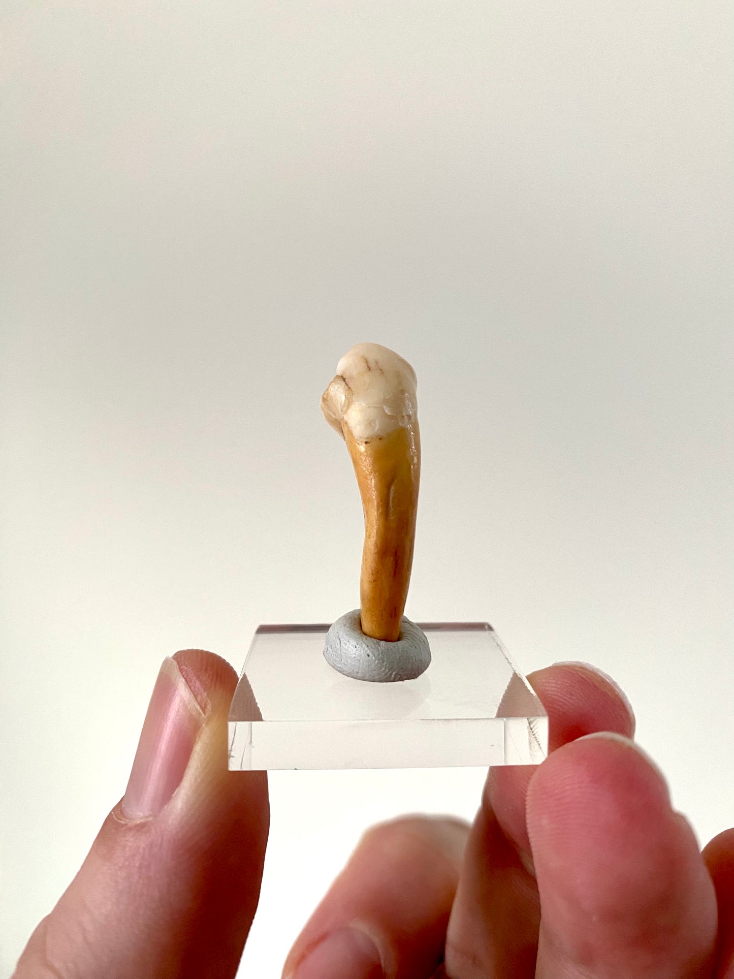 Cave Bear Incisor from Rumania