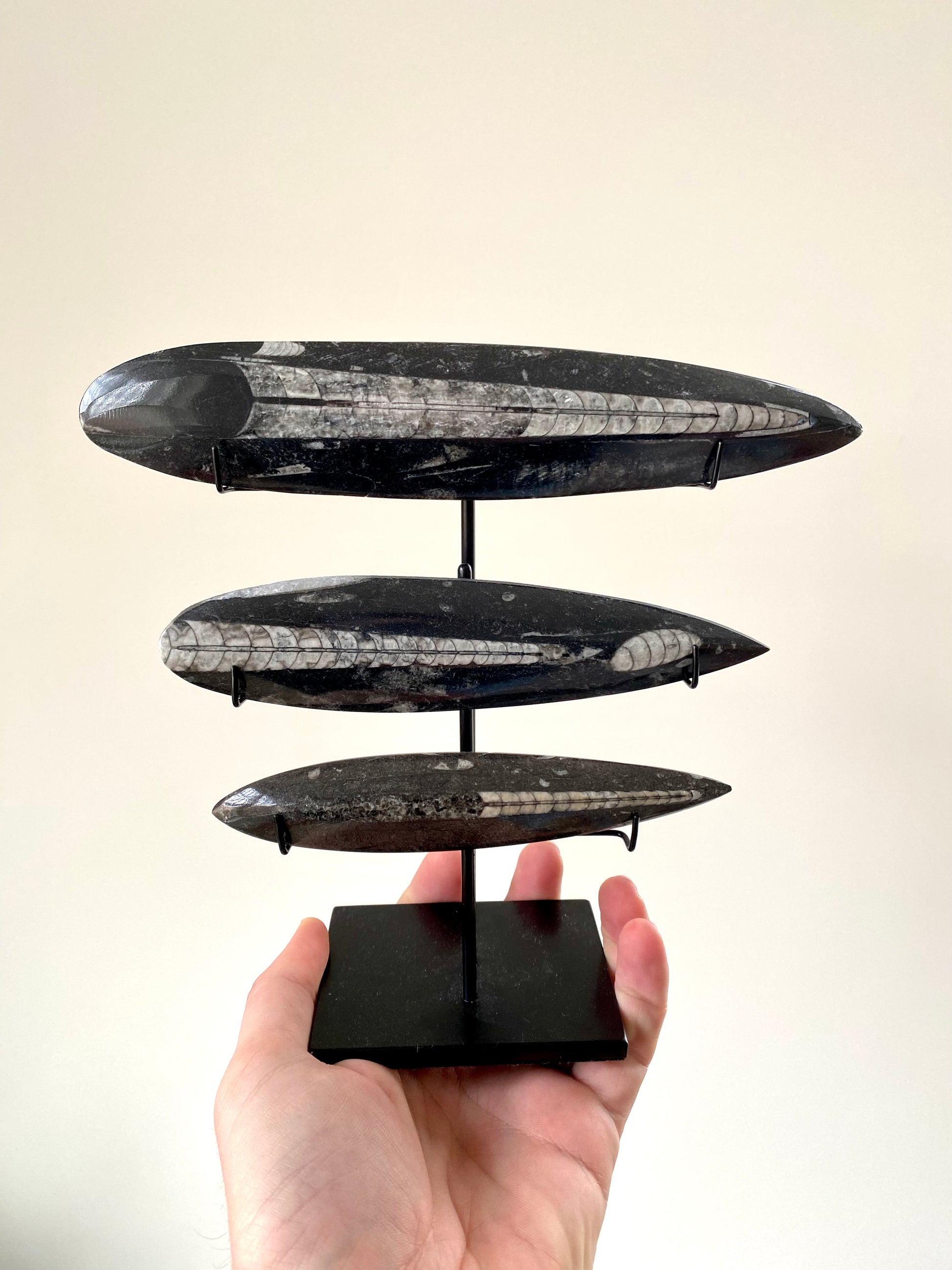 othoceras fossil on custom stand