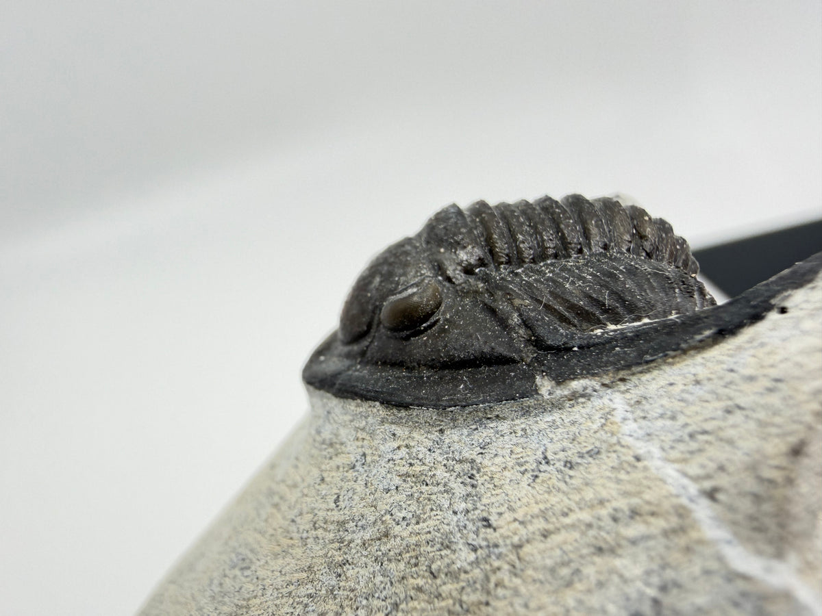 Devonian Proetid Trilobite from Morocco | 1"