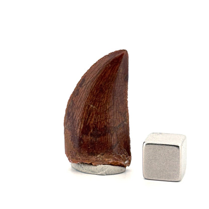 Carcharodontosaurus fossiele tand, Krijt dinosaurus tand uit Kem Kem Beds, Marokko (1,20 inch)