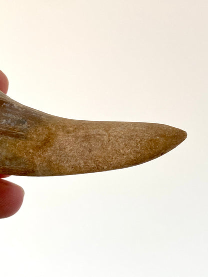 Basilosaurus tooth